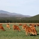 한진 목장 이미지