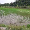 장안읍반룡리-80 이미지