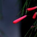 코스모스피아 이미지