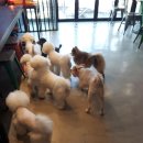 까네지노 이미지