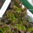 홍농종묘사 이미지