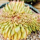 정천농원 이미지