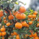 사랑비디오 이미지