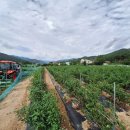 퇴곡1리 이미지