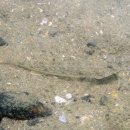 백운포로 이미지