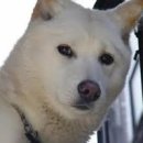 개 최고 이미지