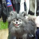 꼬마애견 이미지