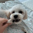 유동유치원 | 워킹페코 :: 홍대 / 신촌 강아지 유치원 내돈내산 후기