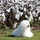 꼬동이네 이미지