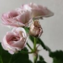 눈;꽃처럼예쁘다