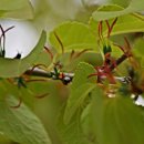 계수나무 이미지