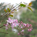 수수꽃다리 이미지