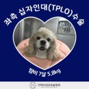 언제나동물병원