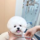 그루미재이 이미지