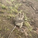 산이랑물이랑 | 발리 바투르산 일출 트레킹 후기 (예약, 코스, 추천? 비추천?)