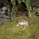 복두꺼비 이미지