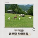 방목목장 | [태백 화전동] 태백에 위치한 작은 스위스 방목형 목장 ‘몽토랑 산양목장’ 후기
