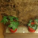 이찬영한의원 이미지