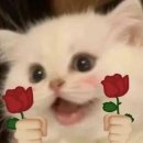 cat meme of the day (18) 🥰🌹 이미지