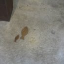 세계조가비박물관 이미지