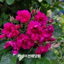 카네이션해당화 이미지