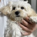 언커먼독 이미지