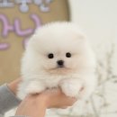 미유펫 강아지분양 고양이분양 김포점 | 김포강아지분양 미유펫 선택