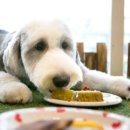 도그홀릭 이미지