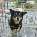 사파동225 이미지