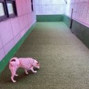 놀러오개 | [강아지 유치원] '놀러오개 용산점' 데이케어 후기