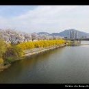벗꽃길 300리 이미지