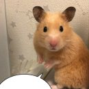 그랜드 | 당산 웨딩홀 추천, 그랜드컨벤션 후기 및 식대 총정리 (계약X)