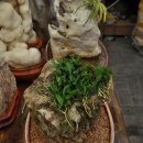 화석(규화목) 이미지