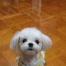 펫을 부탁해 이미지