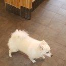 강아지를 미용하는 여자 네이버블로그