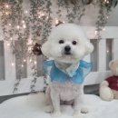 댕댕이 미장원 이미지