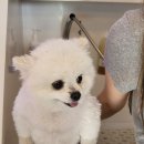 여수 도그펄슨 애견수영장펜션 | 여수 도그펄슨 애견 펜션 애견수영장 다녀온 후기