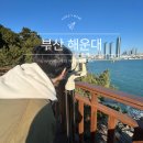 개화주유소 개방화장실 | 부산 동백섬 개화시기 2025 입장료 동백꽃 산책로 코스후기