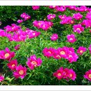 [번개] 0529 의성 금성산 산행 및 조문국 사적지 작약꽃동산 이미지