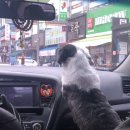 지중해동물병원 이미지