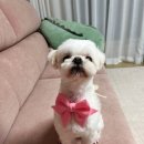 다듬, 희그루밍 네이버블로그
