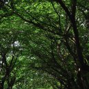 두 번째 벚꽃 이미지