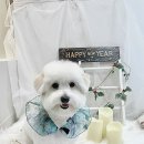 오도르봉 이미지