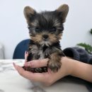 퍼피메이트 안심분양센터 동탄 강아지분양 이미지