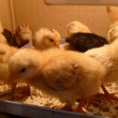 병아리펜션 이미지