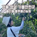 베리웰블루베리농원