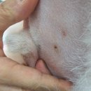 폴인럽 애견&고양이 미용 돌봄&호텔 이미지