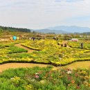 국화전시회 버스킹 문화공연 이미지