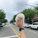 베베토이