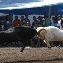 넘어지는 인간인지 이미지